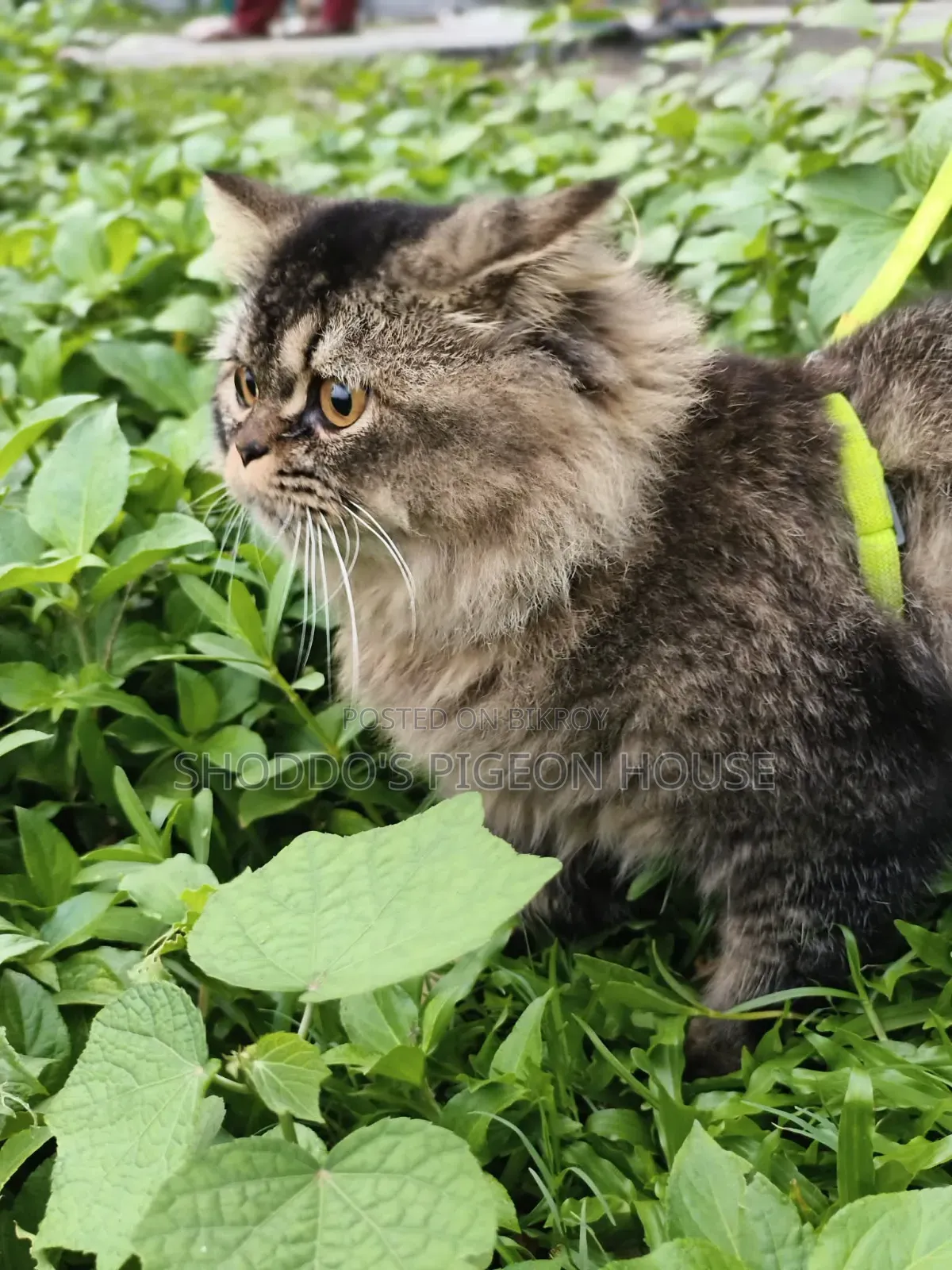 6-12 Months Female Purebred Persian