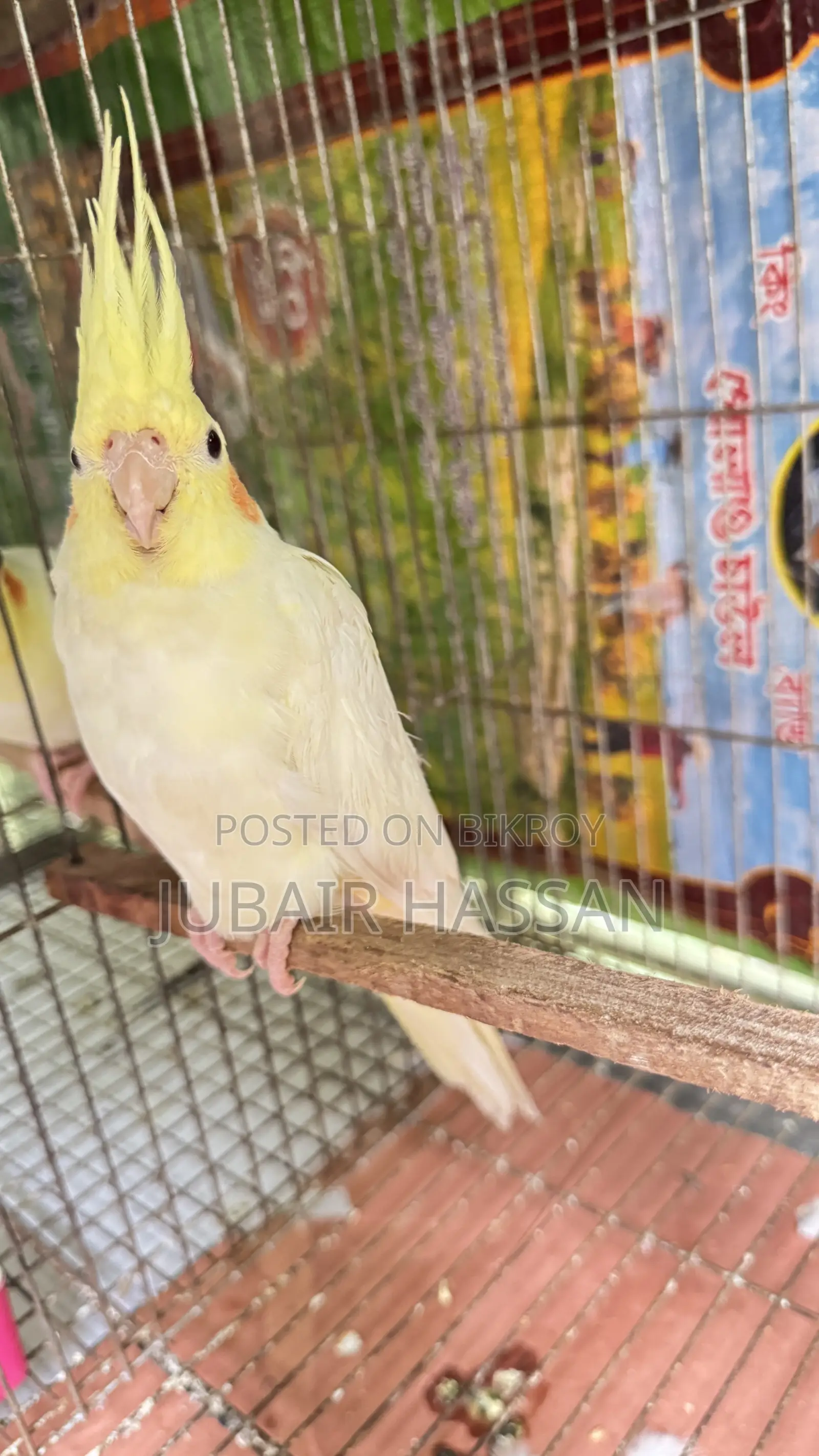 Cockatiel Bird