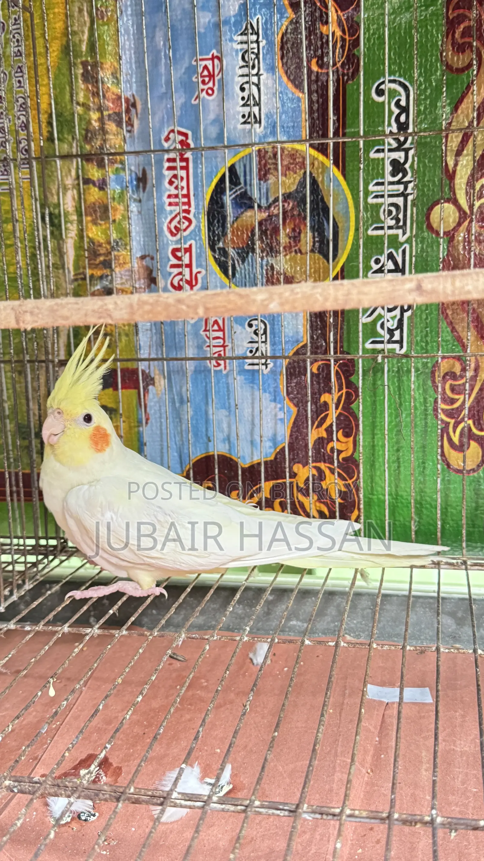 Cockatiel Bird