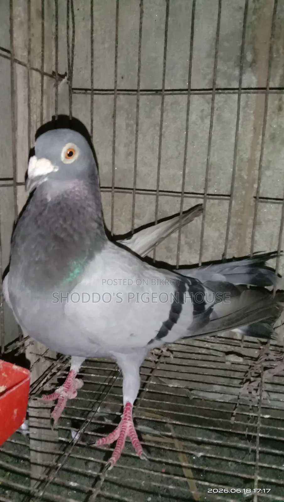 Pigeon for Sale