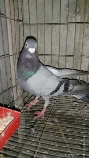 Pigeon for Sale