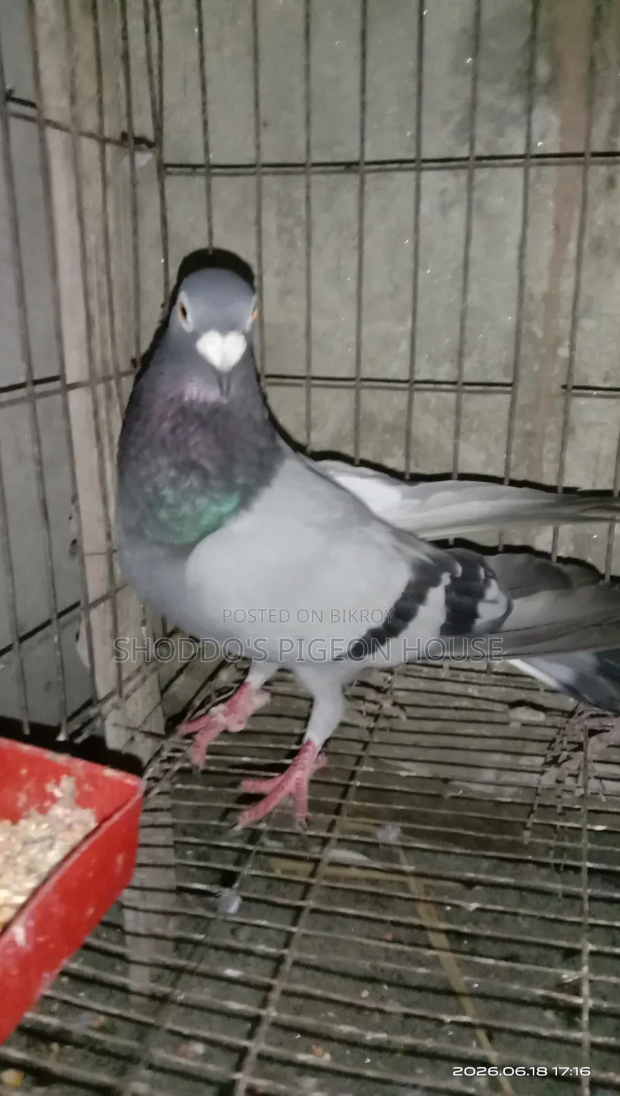 Pigeon for Sale