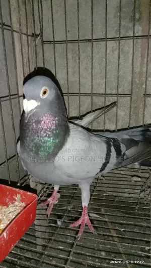 Pigeon for Sale