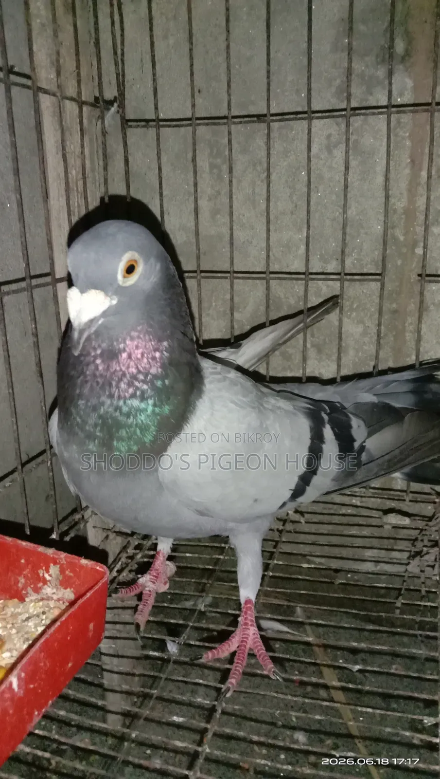 Pigeon for Sale
