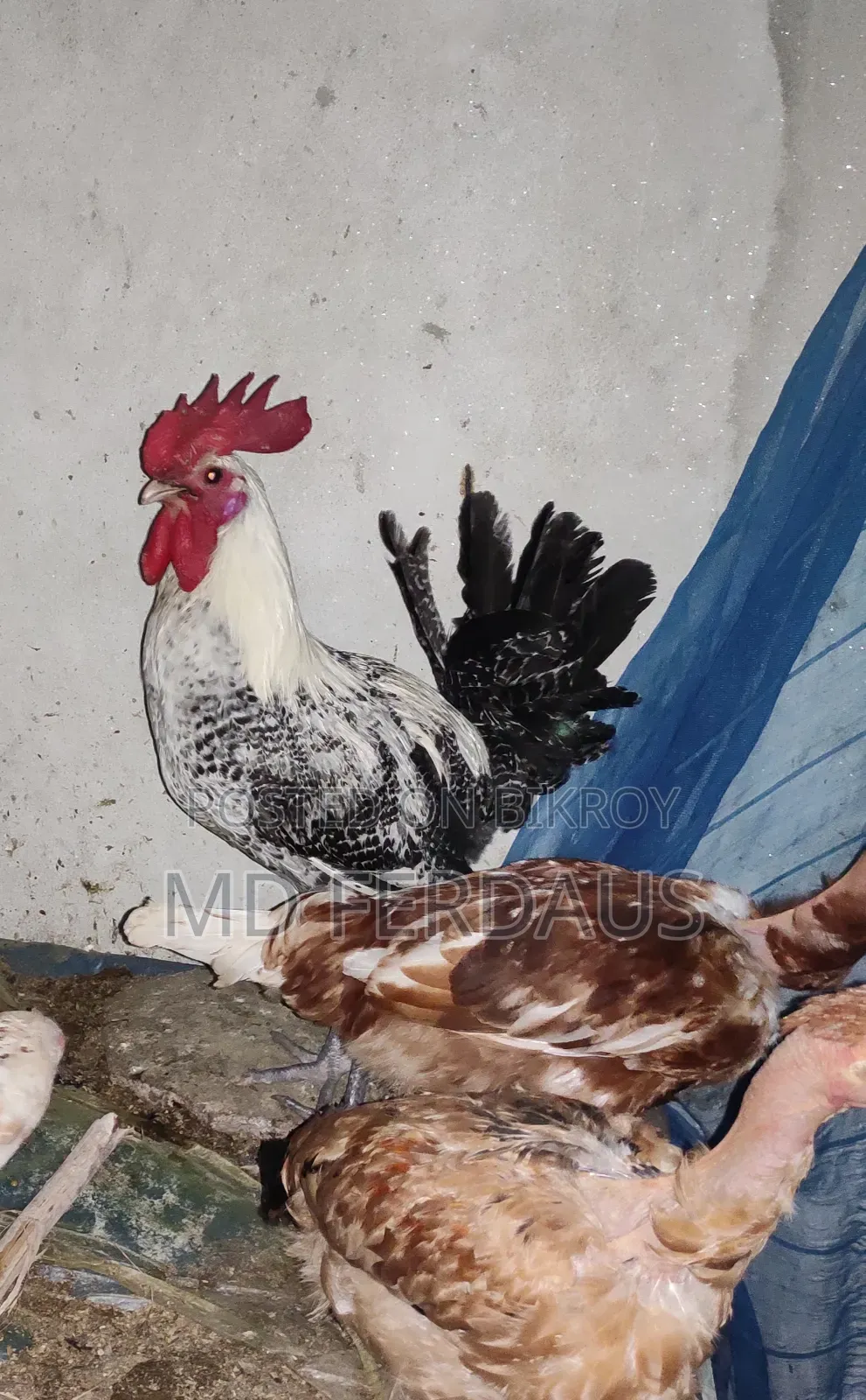 Egyptian Fayoumi Breeder Rooster