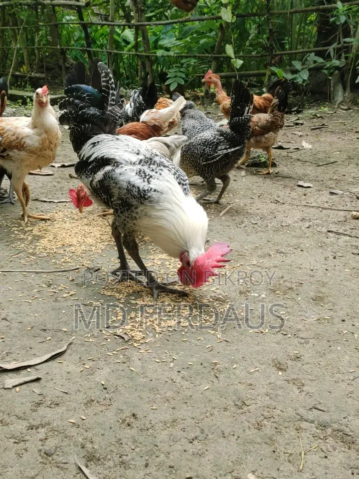 Egyptian Fayoumi Breeder Rooster