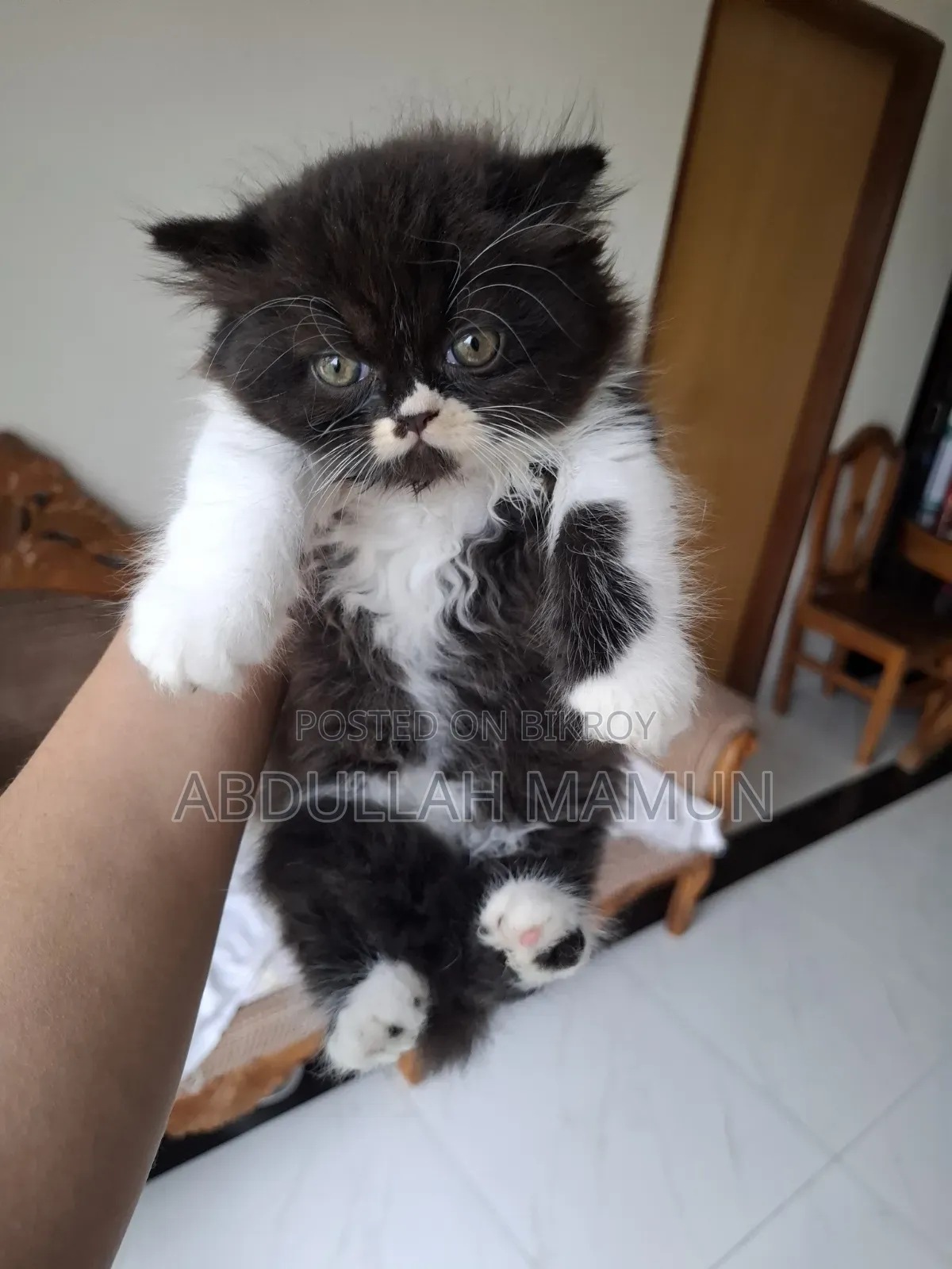 1-3 Months Male Purebred Persian