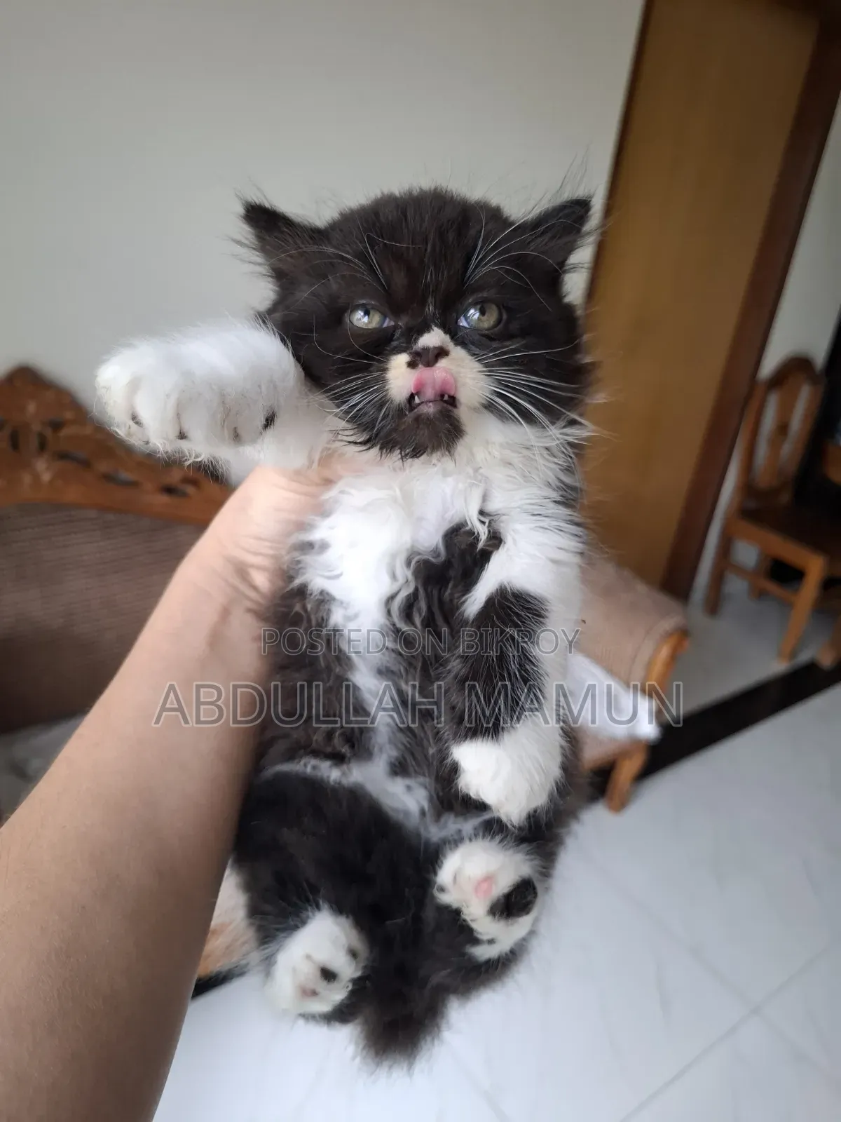 1-3 Months Male Purebred Persian