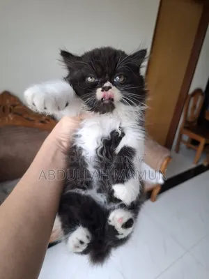 1-3 Months Male Purebred Persian