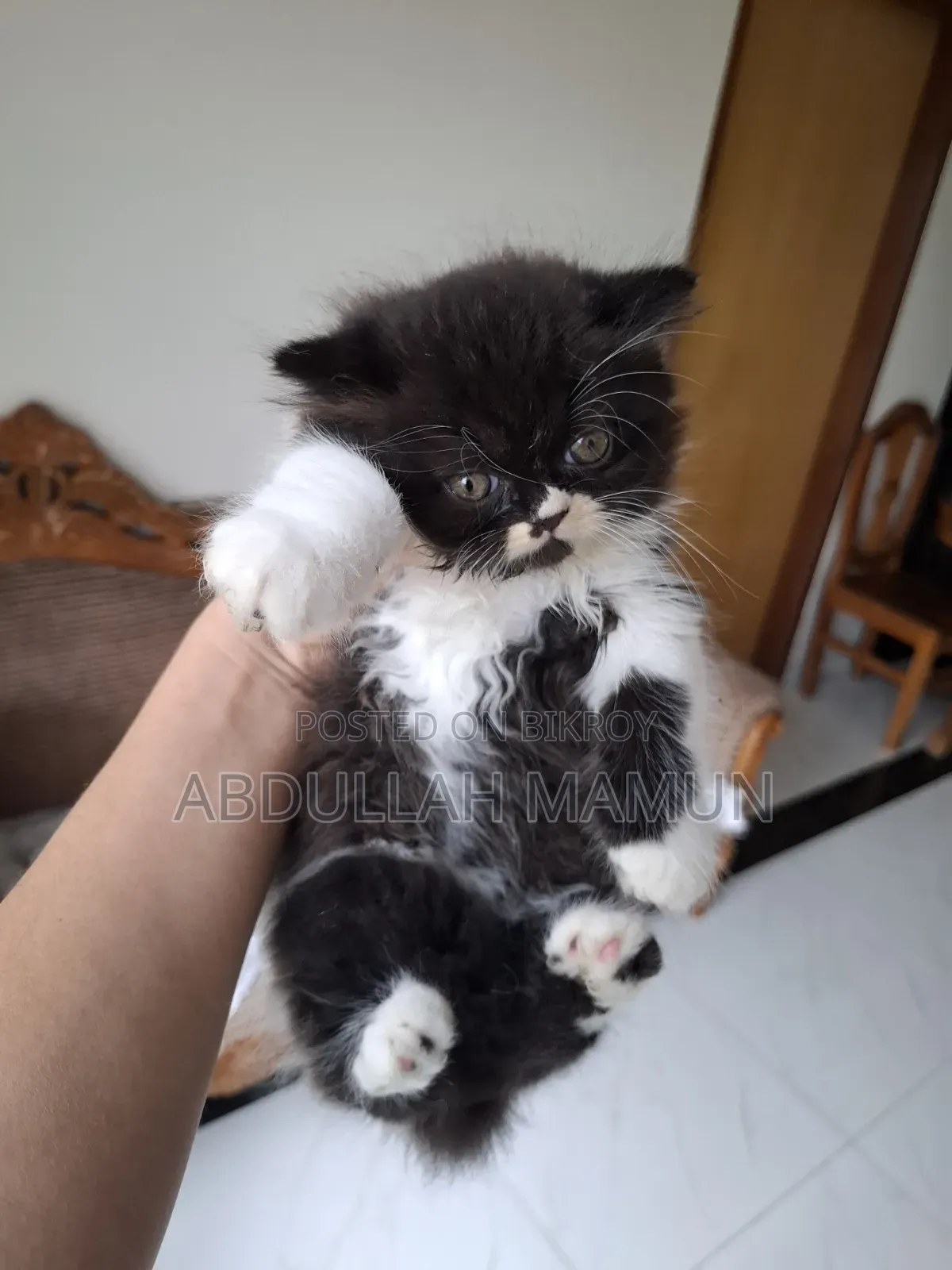 1-3 Months Male Purebred Persian