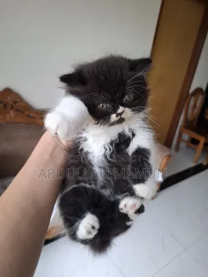 1-3 Months Male Purebred Persian