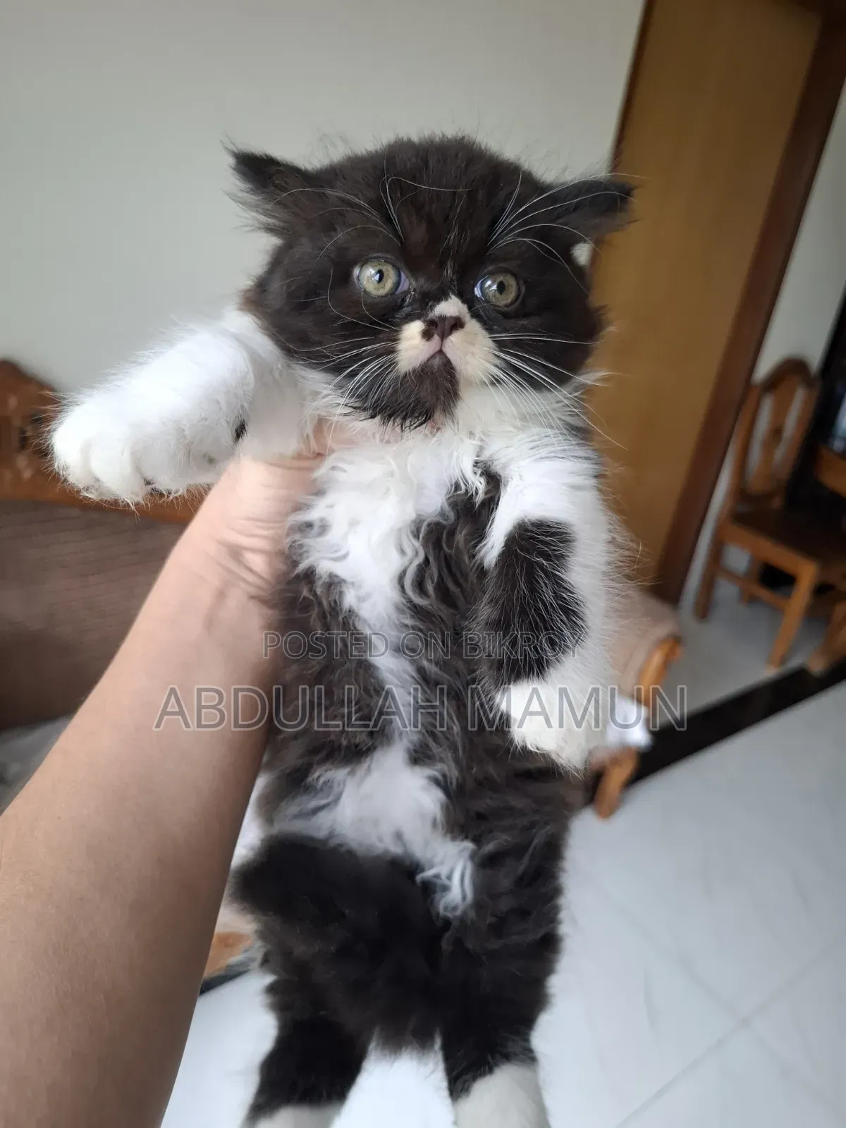 1-3 Months Male Purebred Persian