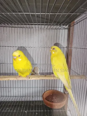 রানিং লুটিনো বাজরিগার জোড়া