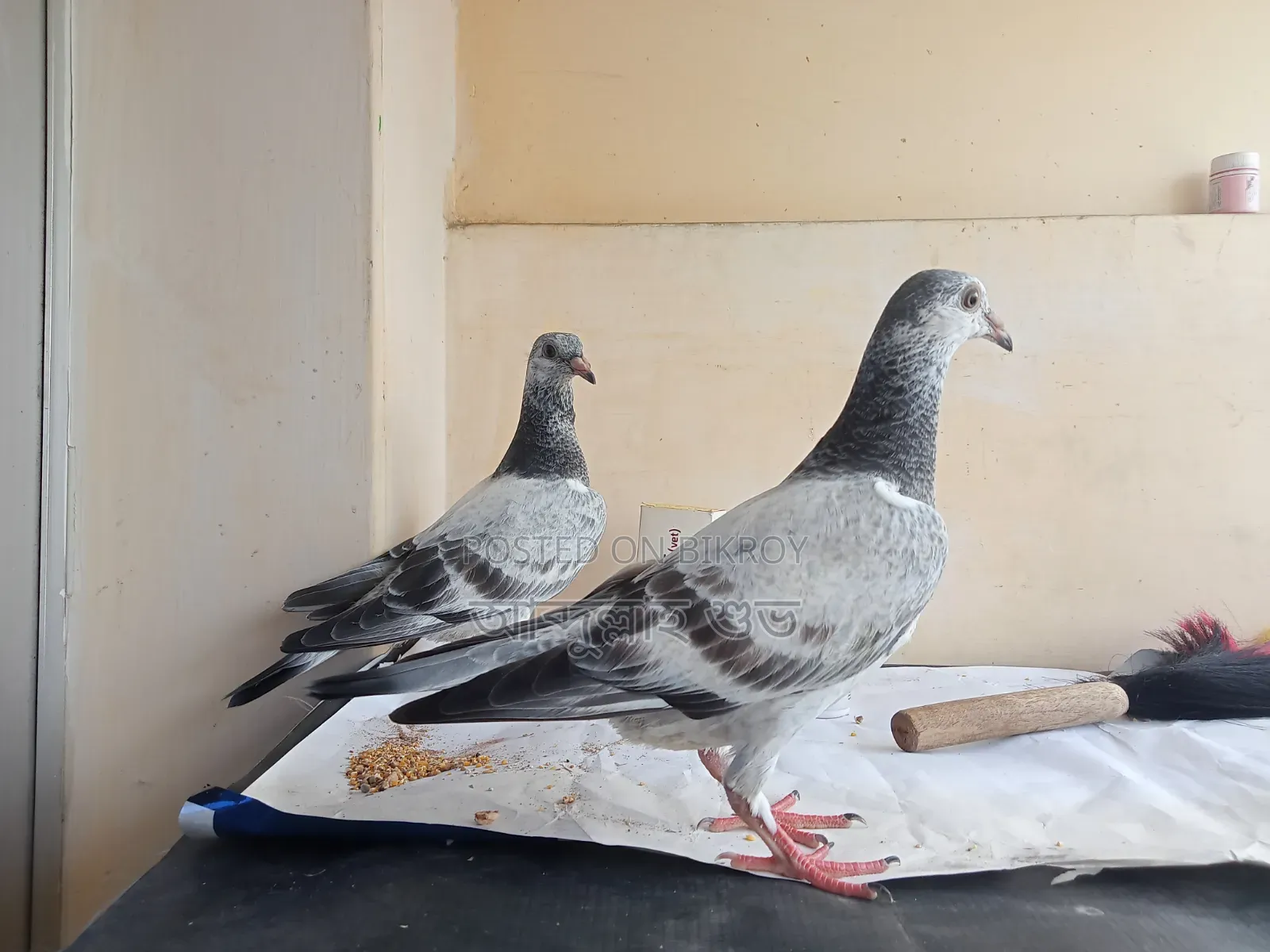 Pure Afsan Grizzle baby pair