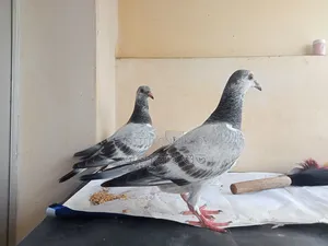 Pure Afsan Grizzle baby pair