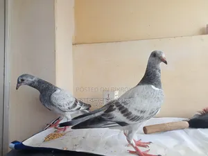 Pure Afsan Grizzle baby pair