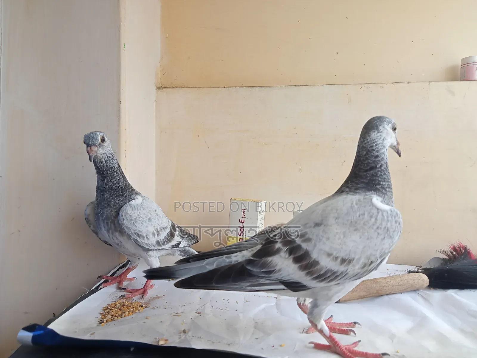 Pure Afsan Grizzle baby pair
