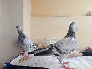 Pure Afsan Grizzle baby pair