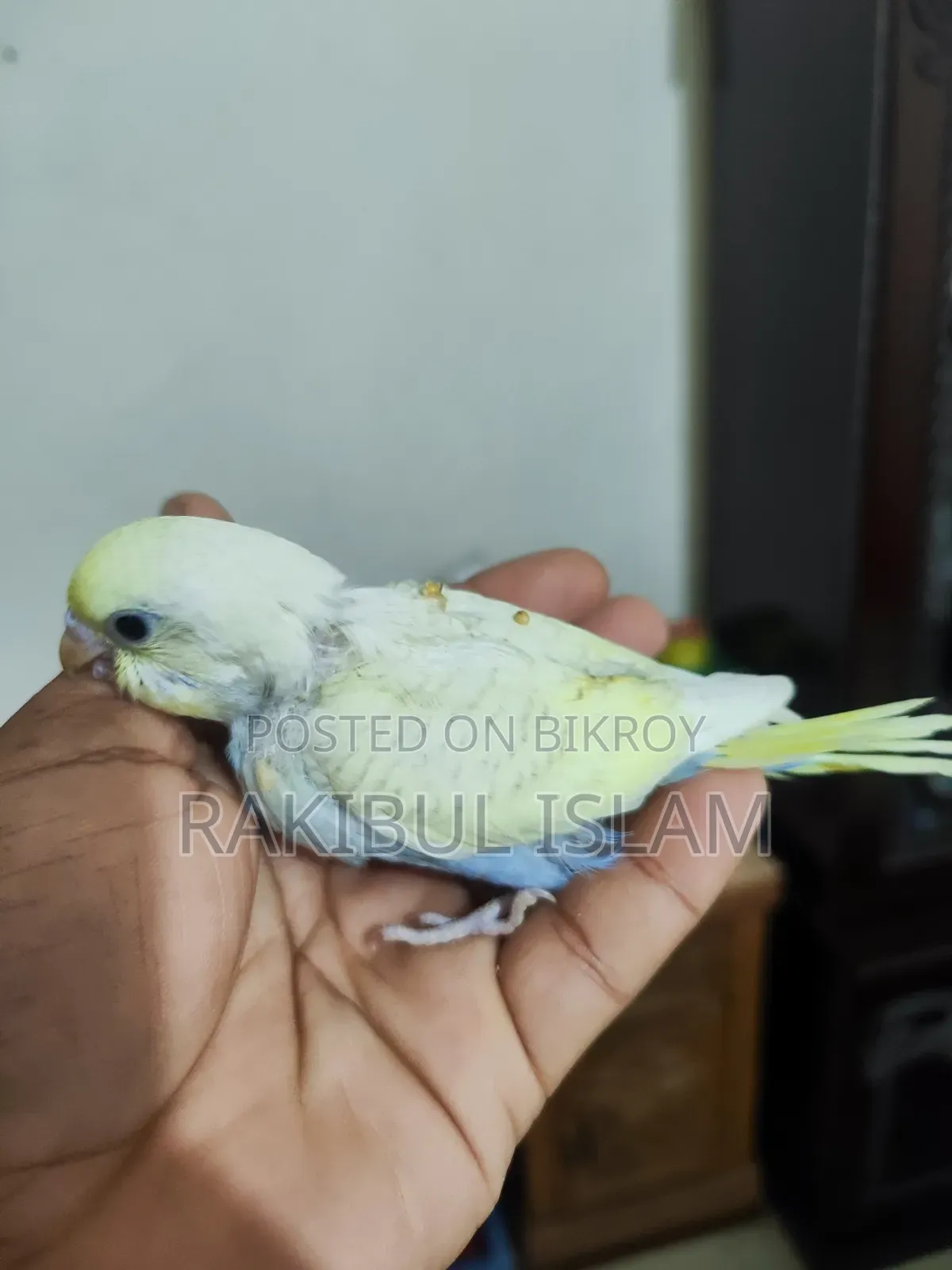 Baby Bajigar