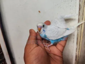 Baby Bajigar