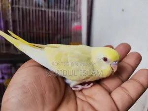 Baby Bajigar