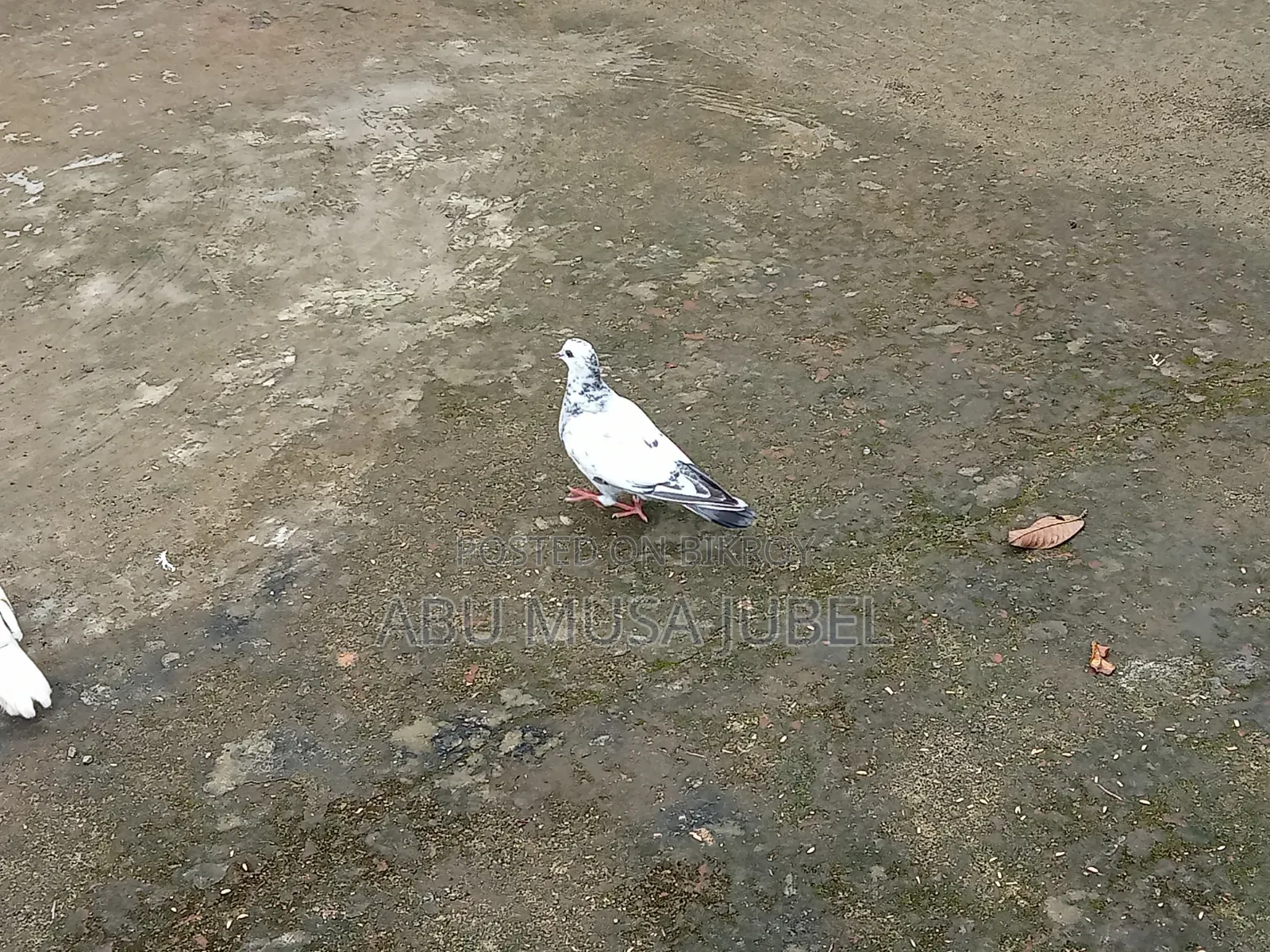 Sale Pigeon Baby