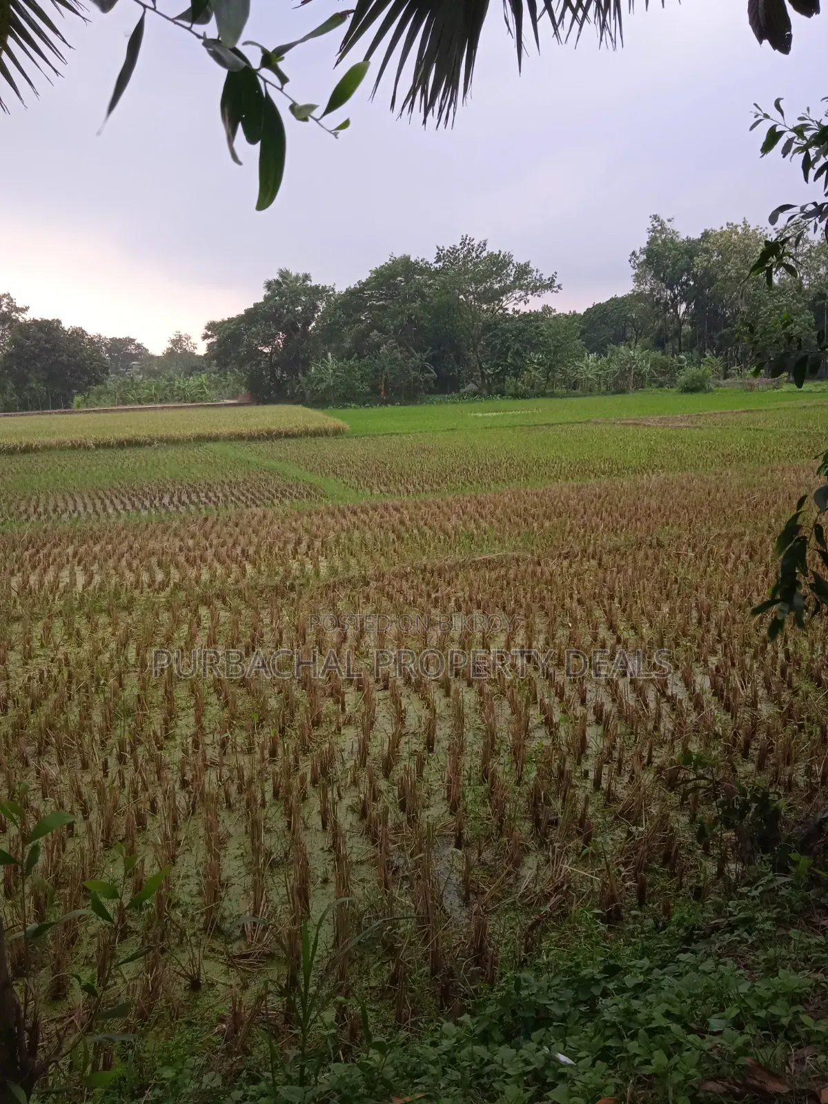 Not a housing project plot, buy real local land seen on-site