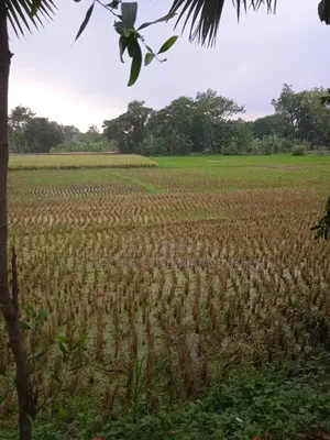 Not a housing project plot, buy real local land seen on-site