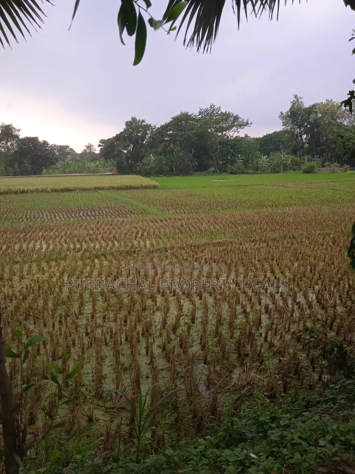Not a housing project plot, buy real local land seen on-site