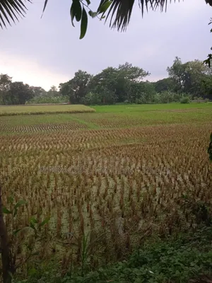Not a housing project plot, buy real local land seen on-site