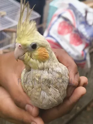 Cinnamon Cockatiel 2 Female Birds