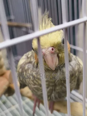 Cinnamon Cockatiel 2 Female Birds
