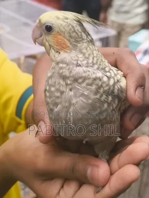 Cinnamon Cockatiel 2 Female Birds