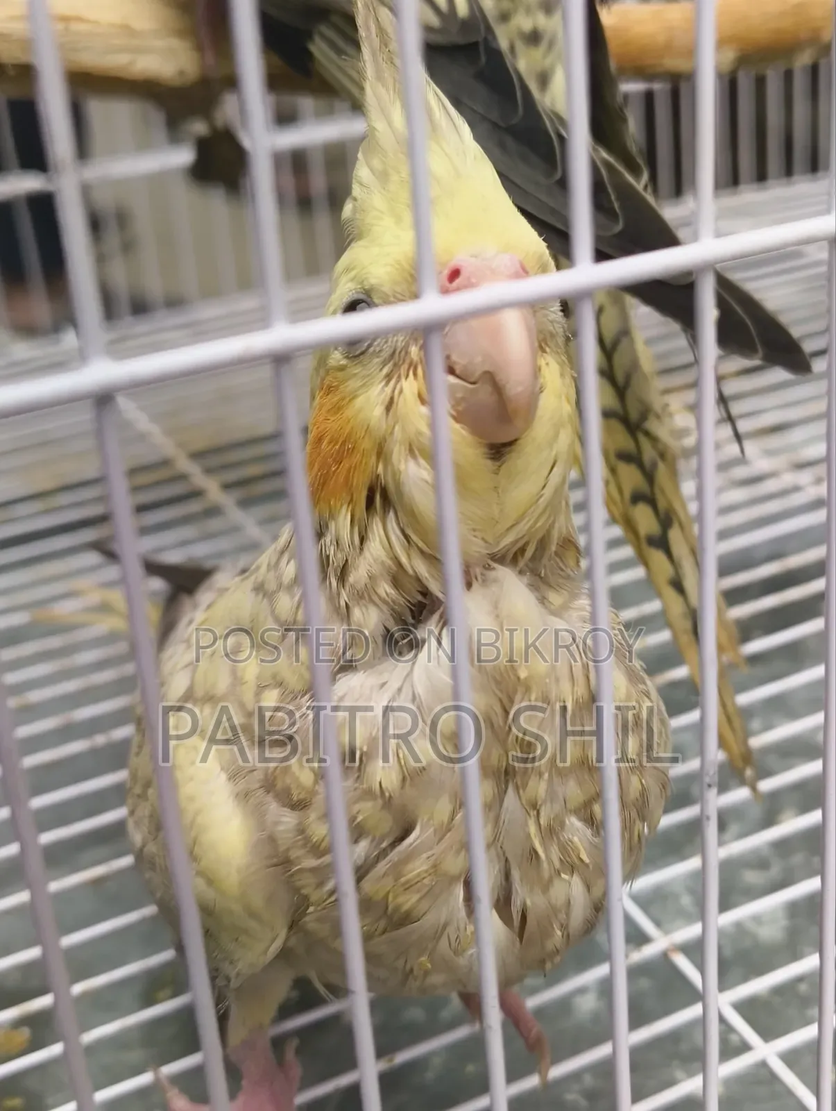 Cinnamon Cockatiel 2 Female Birds