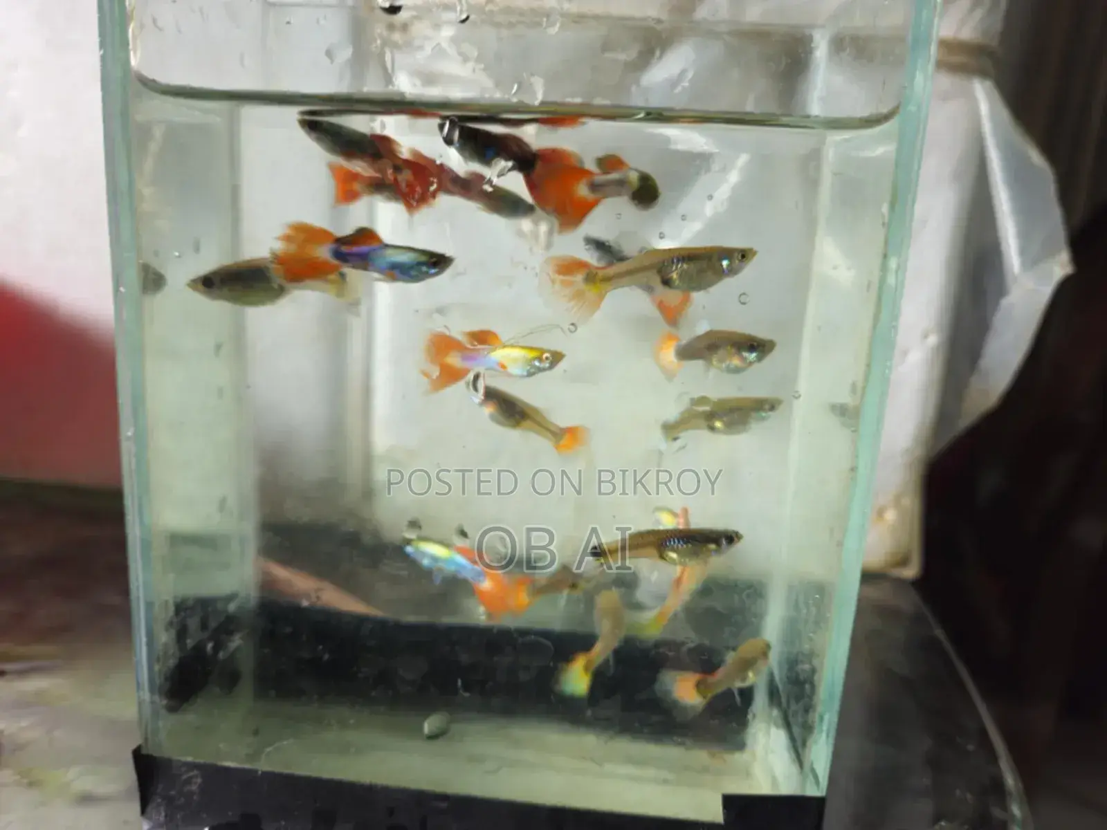 High Quality Mix Guppy Fish