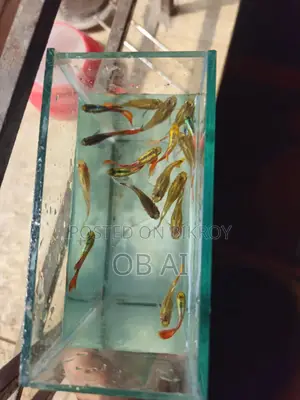 High Quality Mix Guppy Fish