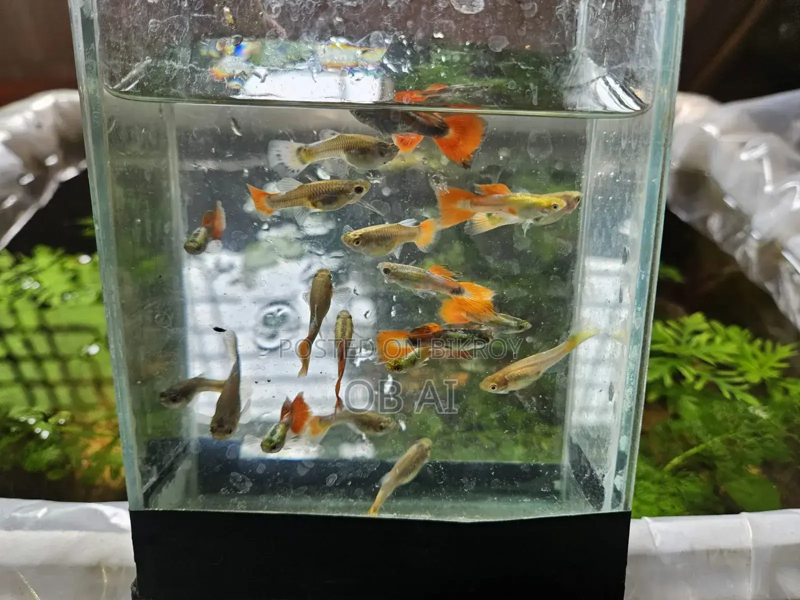 High Quality Mix Guppy Fish