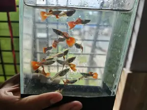 High Quality Mix Guppy Fish