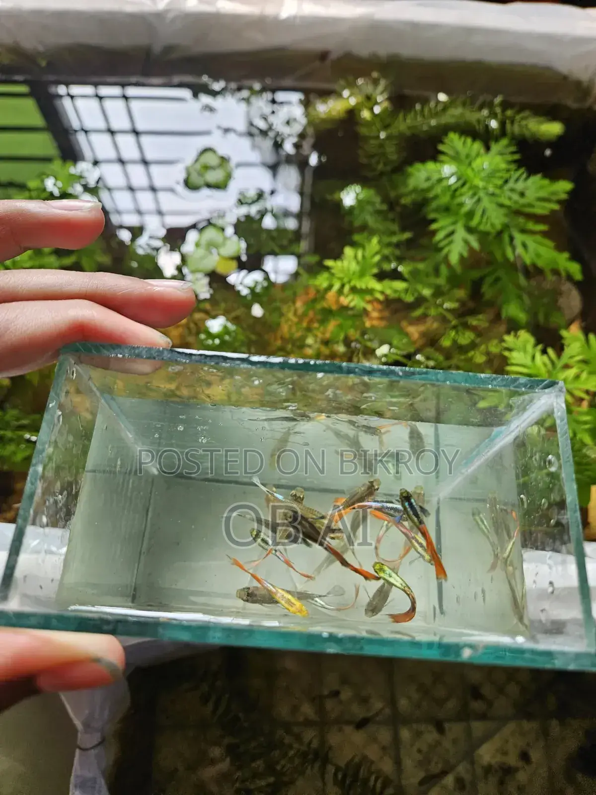 High Quality Mix Guppy Fish