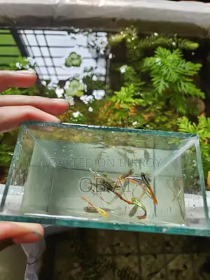 High Quality Mix Guppy Fish
