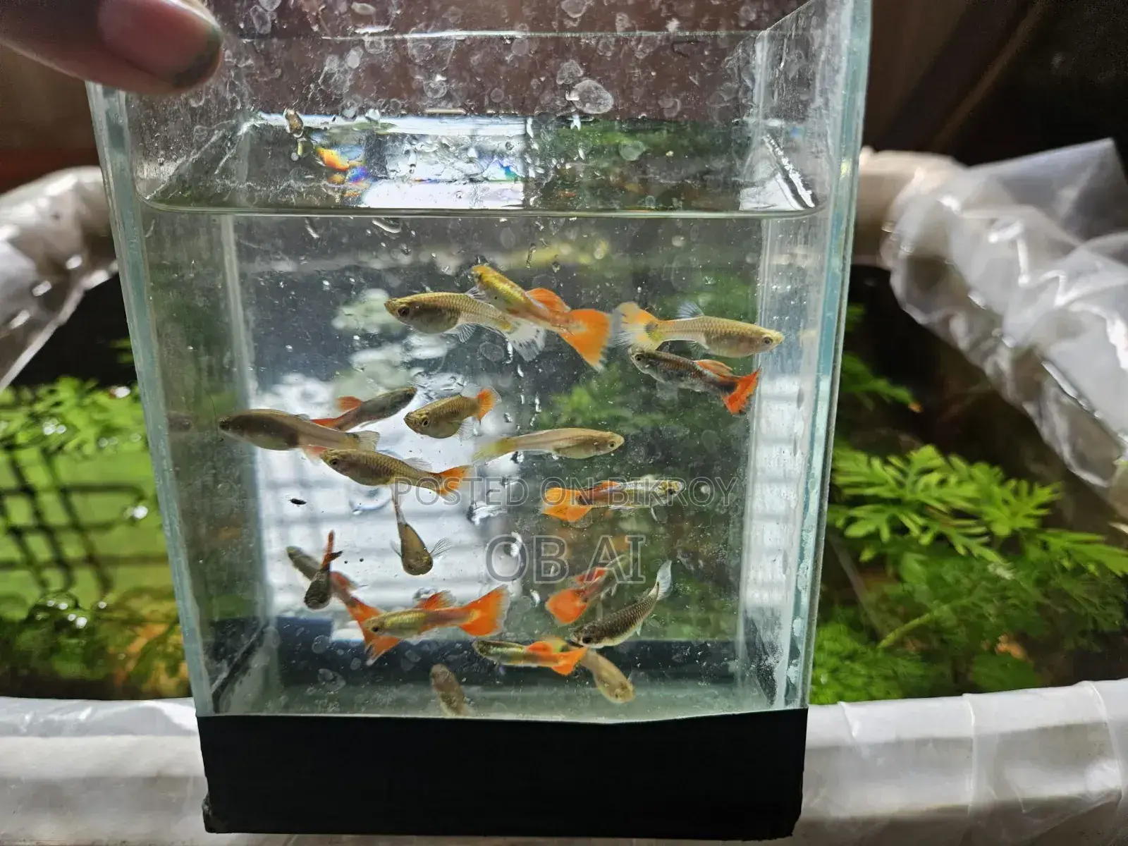 High Quality Mix Guppy Fish
