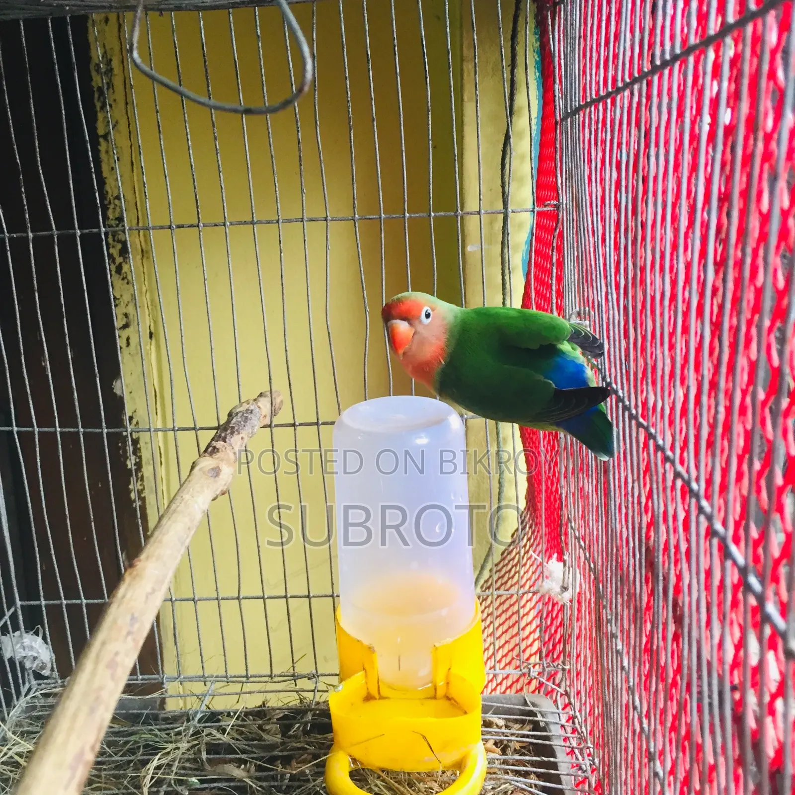 লাভ বার্ড বিক্রি করা হবে