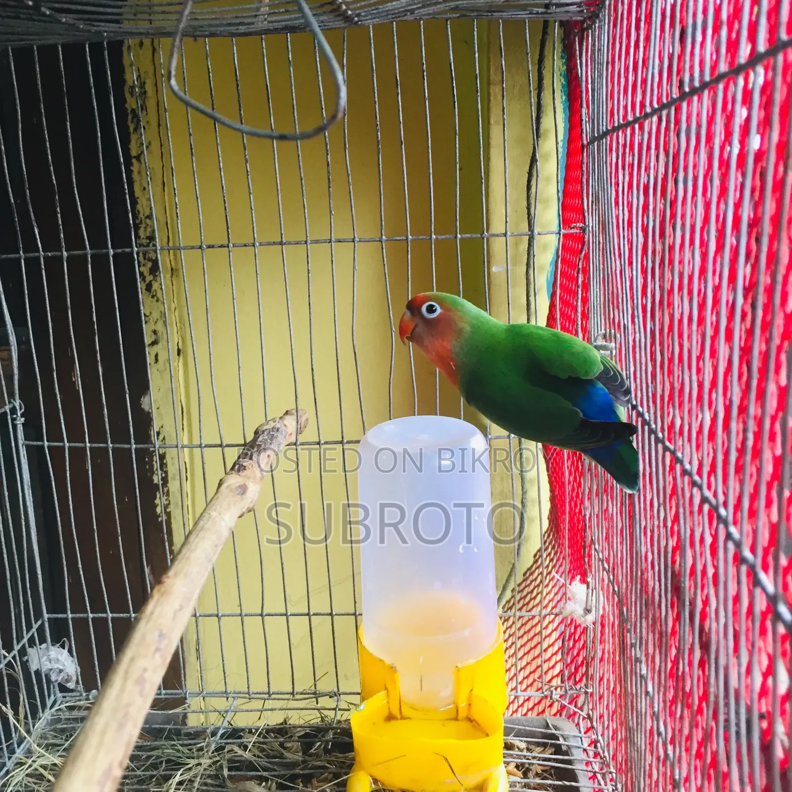 লাভ বার্ড বিক্রি করা হবে