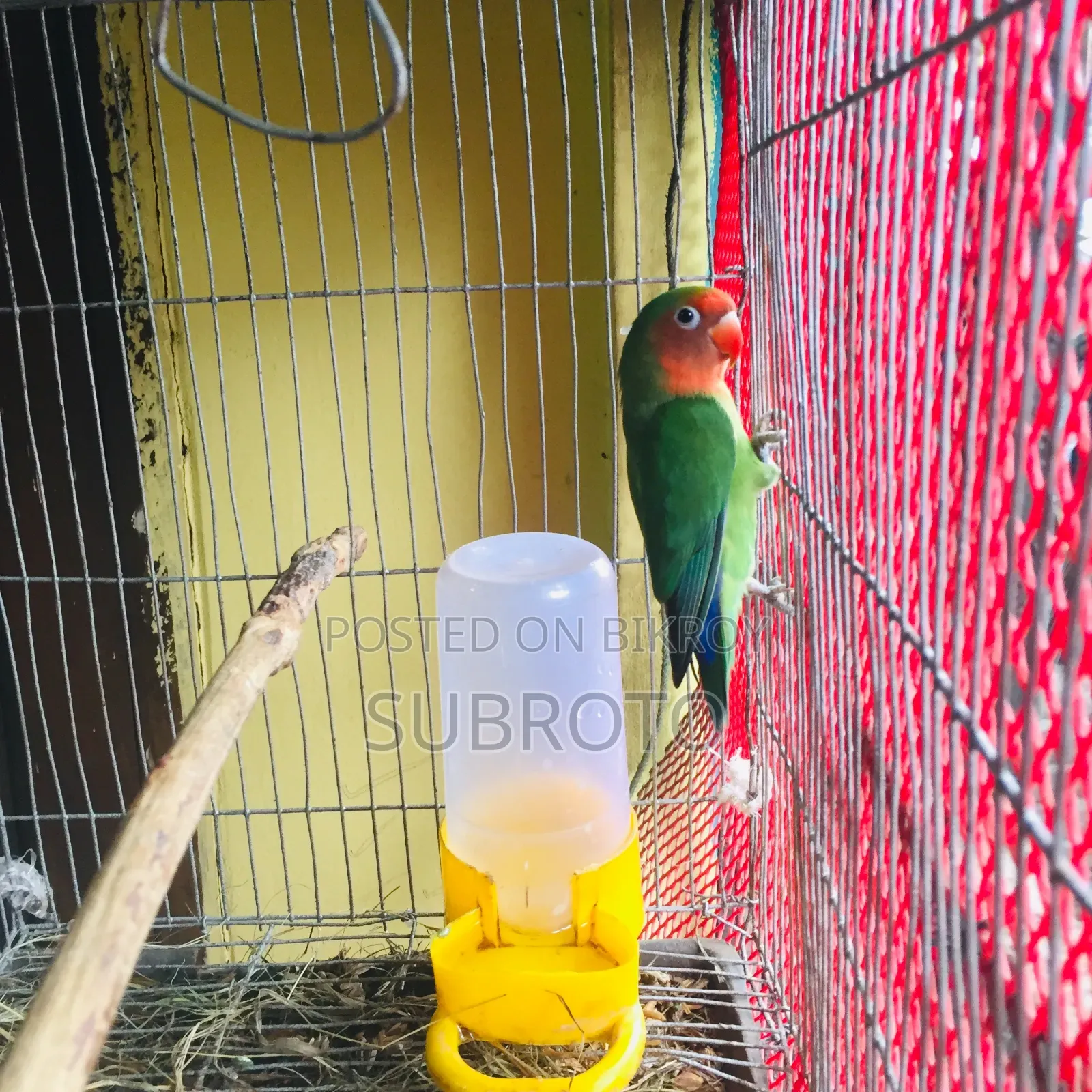 লাভ বার্ড বিক্রি করা হবে