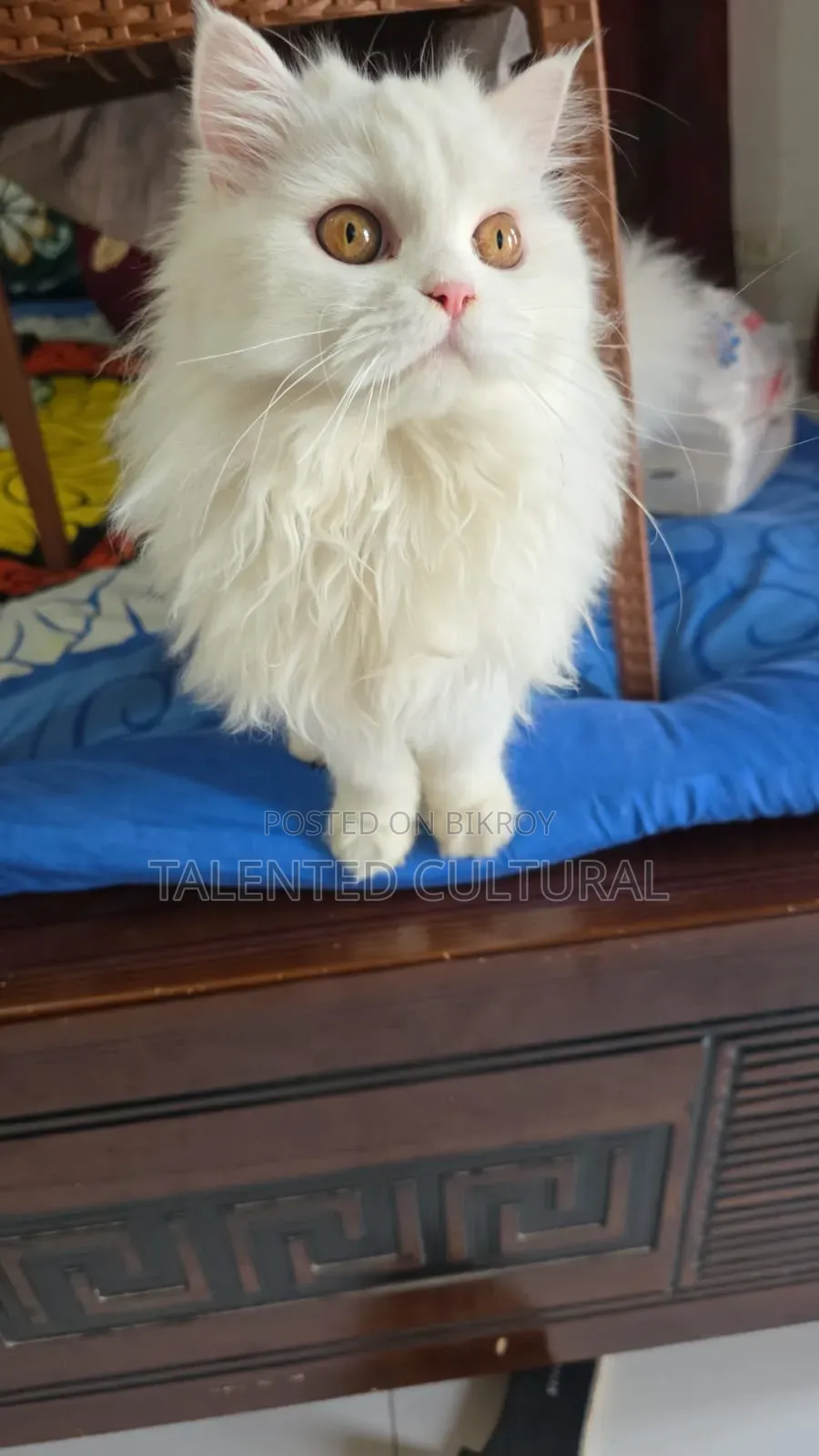 3-6 Months Female Purebred Persian