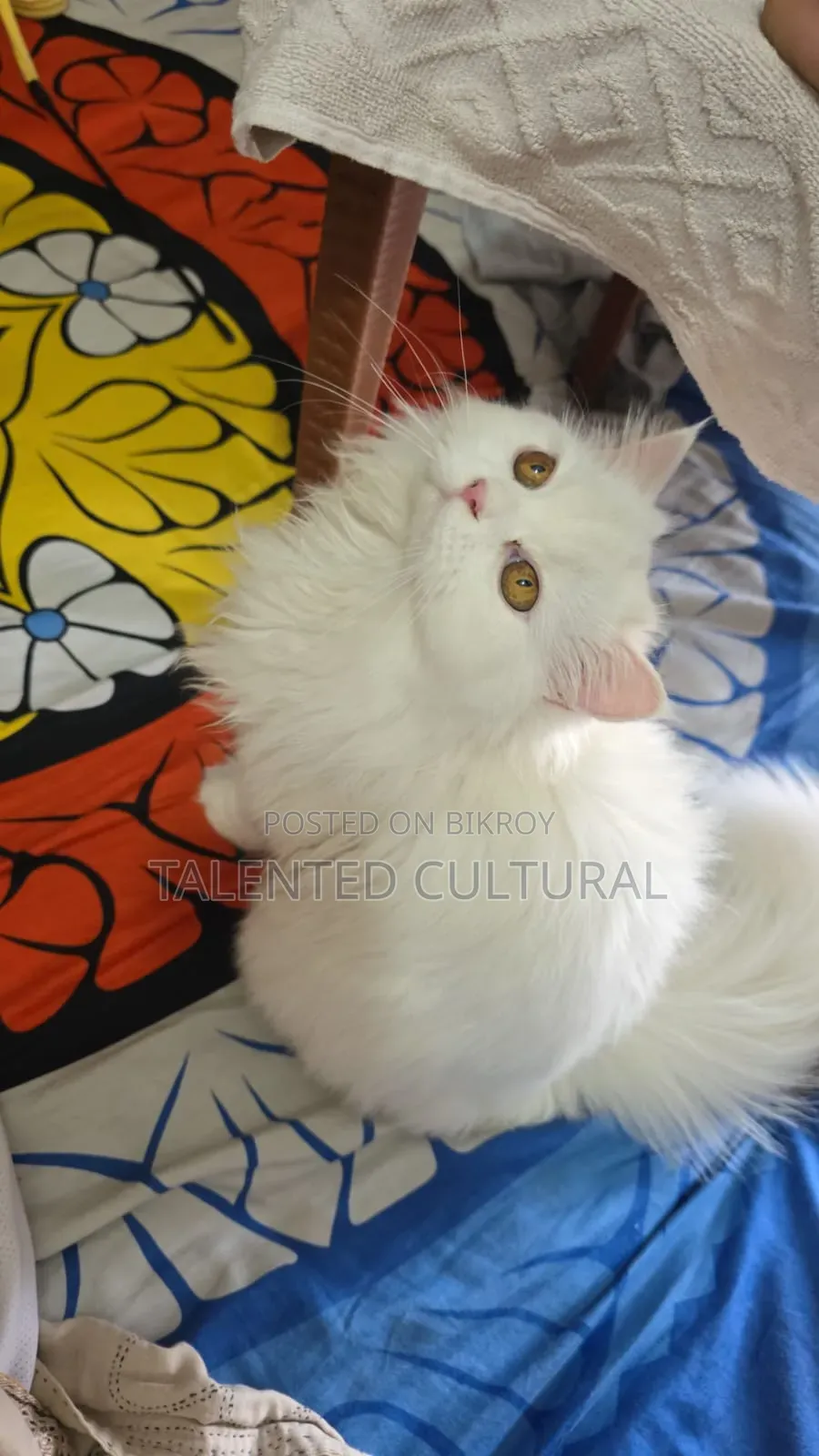 3-6 Months Female Purebred Persian