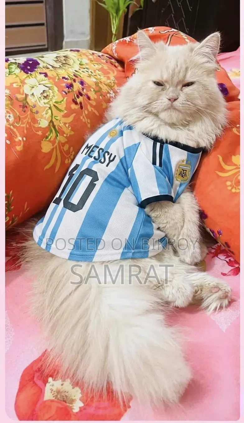 1+ Year Male Purebred Persian