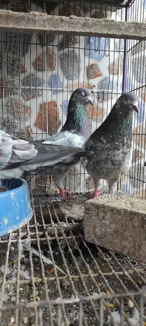 Pigeon sale with cage