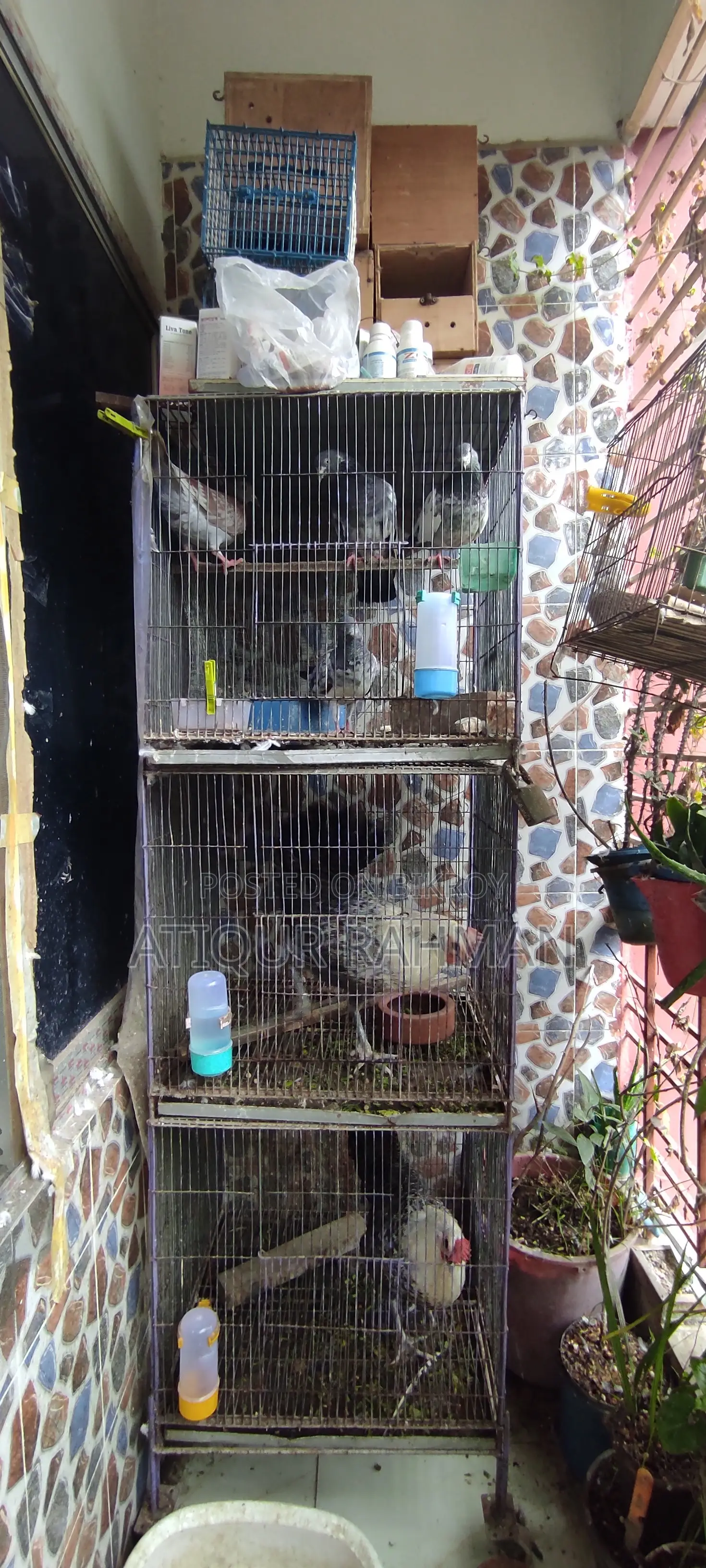 Pigeon sale with cage