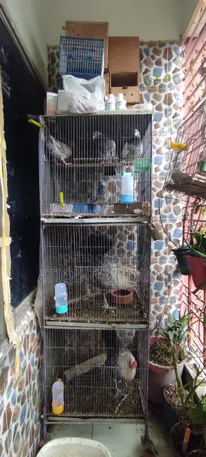 Pigeon sale with cage